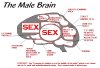 malebrain.jpg